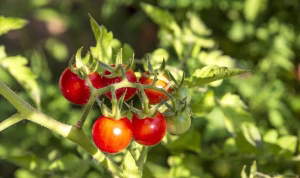 Tomaten 
