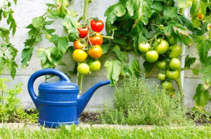 tomaten